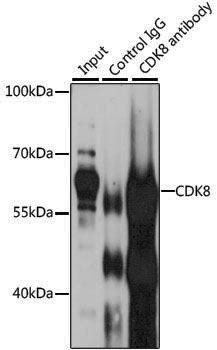 [KO Validated] Anti-Cdk8 Rabbit pAb