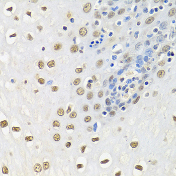 [KO Validated] Anti-HuR/ELAVL1 Rabbit pAb