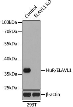 [KO Validated] Anti-HuR/ELAVL1 Rabbit pAb