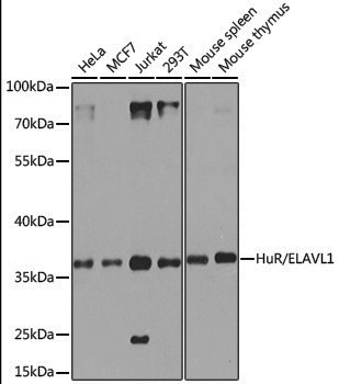[KO Validated] Anti-HuR/ELAVL1 Rabbit pAb