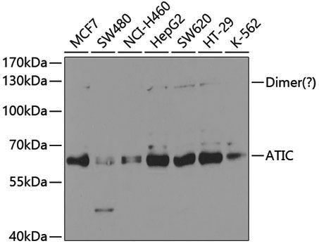 Anti-ATIC Rabbit pAb