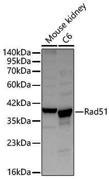 Anti-Rad51 Rabbit pAb