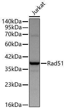 Anti-Rad51 Rabbit pAb