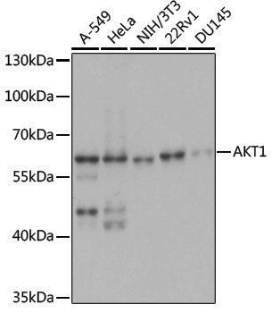 Anti-AKT1 Rabbit pAb
