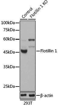 [KO Validated] Anti-Flotillin 1 Rabbit pAb