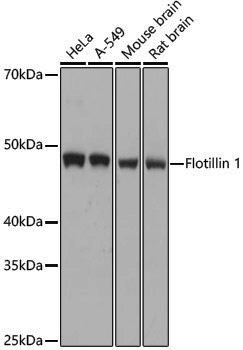 [KO Validated] Anti-Flotillin 1 Rabbit pAb