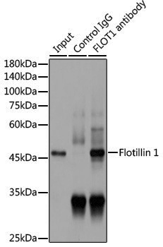 [KO Validated] Anti-Flotillin 1 Rabbit pAb