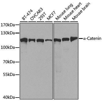 [KO Validated] Anti-CTNNA1 Rabbit pAb
