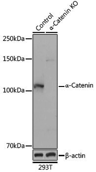 [KO Validated] Anti-CTNNA1 Rabbit pAb