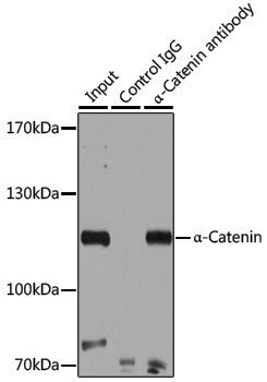 [KO Validated] Anti-CTNNA1 Rabbit pAb