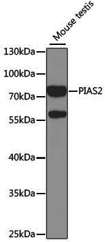Anti-PIAS2 Rabbit pAb