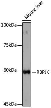 Anti-RBPJK Rabbit pAb