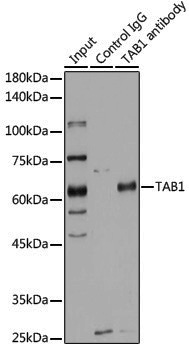 Anti-TAB1 Rabbit pAb