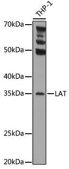 Anti-LAT Rabbit pAb