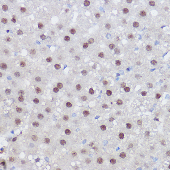 Anti-PPAR delta Rabbit pAb