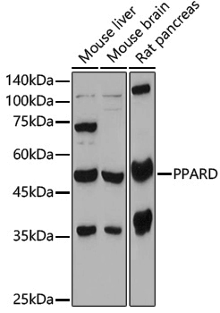 Anti-PPAR delta Rabbit pAb