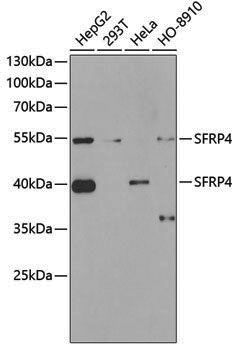 Anti-SFRP4 Rabbit pAb