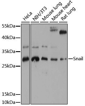 Anti-SNAI1 Rabbit pAb