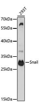Anti-SNAI1 Rabbit pAb