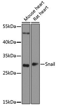 Anti-SNAI1 Rabbit pAb