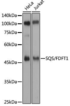 Anti-FDFT1 Rabbit pAb