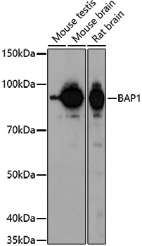 Anti-BAP1 Rabbit pAb