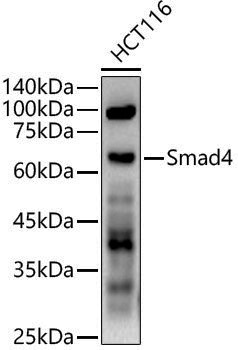 Anti-Smad4 Rabbit pAb