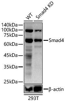 Anti-Smad4 Rabbit pAb