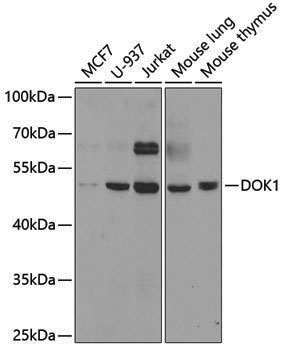 Anti-DOK1 Rabbit pAb