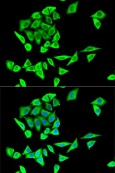 Anti-GRB2 Rabbit pAb