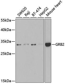 Anti-GRB2 Rabbit pAb