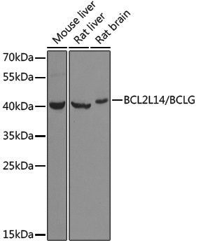 Anti-BCL2 L14 Rabbit pAb