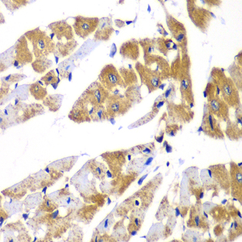 Anti-MYPT1 Rabbit pAb