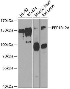 Anti-MYPT1 Rabbit pAb