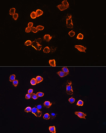 Anti-CD14 Rabbit pAb