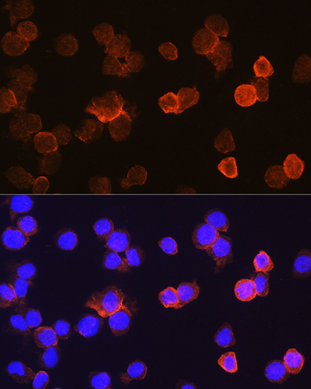 Anti-CD14 Rabbit pAb