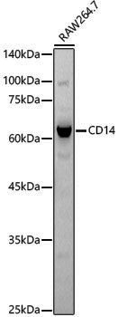Anti-CD14 Rabbit pAb