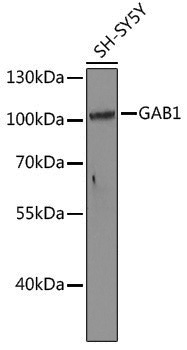 Anti-GAB1 Rabbit pAb