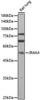 Anti-IRAK4 Rabbit pAb