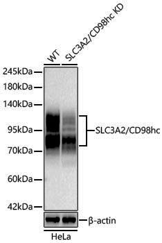 [KD Validated] Anti-SLC3A2 Rabbit pAb
