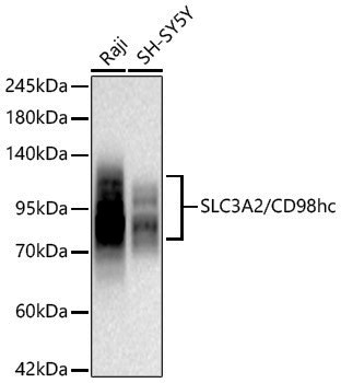[KD Validated] Anti-SLC3A2 Rabbit pAb