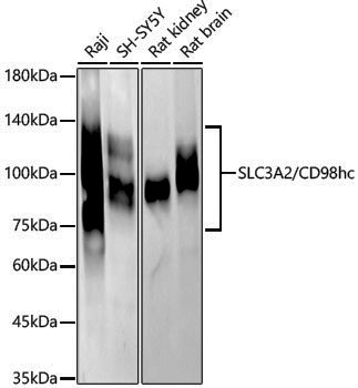 [KD Validated] Anti-SLC3A2 Rabbit pAb