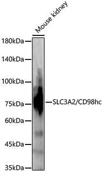 [KD Validated] Anti-SLC3A2 Rabbit pAb