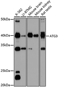 Anti-ATG3 Rabbit pAb