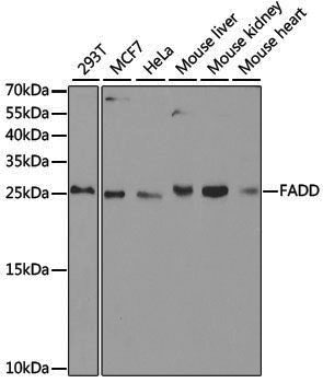 Anti-FADD Rabbit pAb