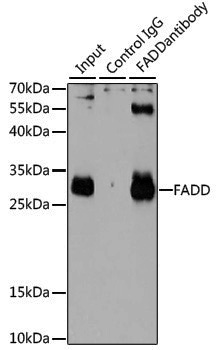 Anti-FADD Rabbit pAb
