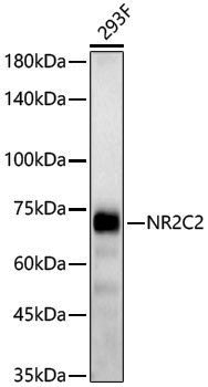 Anti-NR2C2/TR4 Rabbit pAb