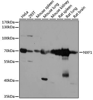 Anti-NXF1 Rabbit pAb