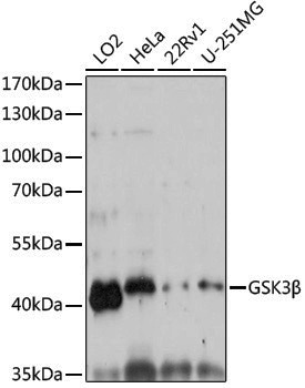 Anti-GSK3 beta Rabbit pAb