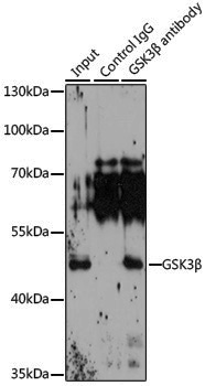 Anti-GSK3 beta Rabbit pAb